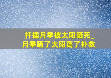 扦插月季被太阳晒死_月季晒了太阳蔫了补救