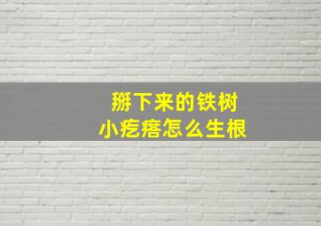 掰下来的铁树小疙瘩怎么生根