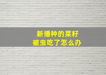 新播种的菜籽被虫吃了怎么办