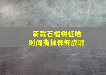 新栽石榴树桩啥时间撕掉保鲜膜呢