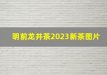 明前龙井茶2023新茶图片