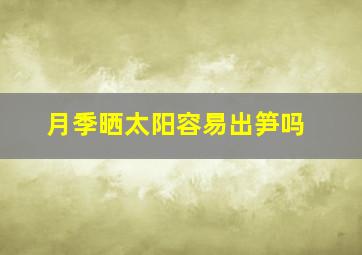 月季晒太阳容易出笋吗