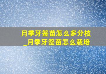 月季牙签苗怎么多分枝_月季牙签苗怎么栽培