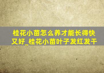 桂花小苗怎么养才能长得快又好_桂花小苗叶子发红发干