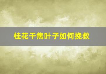 桂花干焦叶子如何挽救