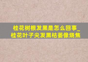 桂花树根发黑是怎么回事_桂花叶子尖发黑枯萎像烧焦