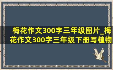 梅花作文300字三年级图片_梅花作文300字三年级下册写植物