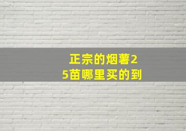 正宗的烟薯25苗哪里买的到