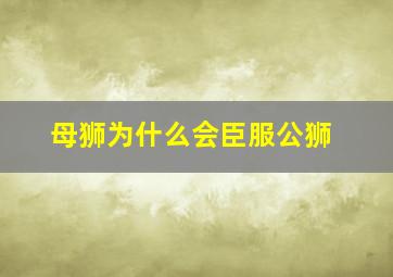 母狮为什么会臣服公狮