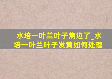 水培一叶兰叶子焦边了_水培一叶兰叶子发黄如何处理