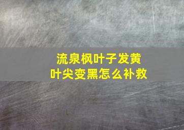 流泉枫叶子发黄叶尖变黑怎么补救