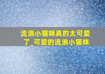 流浪小猫咪真的太可爱了_可爱的流浪小猫咪