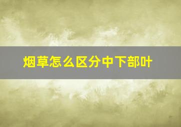 烟草怎么区分中下部叶