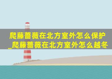 爬藤蔷薇在北方室外怎么保护_爬藤蔷薇在北方室外怎么越冬