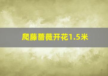 爬藤蔷薇开花1.5米