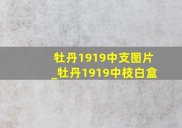 牡丹1919中支图片_牡丹1919中枝白盒