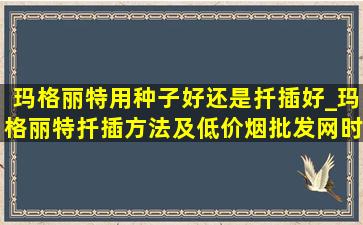 玛格丽特用种子好还是扦插好_玛格丽特扦插方法及(低价烟批发网)时间段