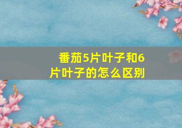 番茄5片叶子和6片叶子的怎么区别