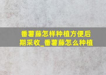 番薯藤怎样种植方便后期采收_番薯藤怎么种植