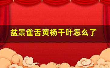 盆景雀舌黄杨干叶怎么了