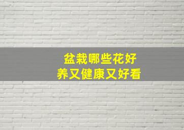 盆栽哪些花好养又健康又好看