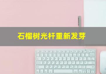 石榴树光杆重新发芽