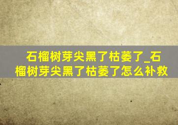 石榴树芽尖黑了枯萎了_石榴树芽尖黑了枯萎了怎么补救