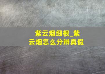 紫云烟细根_紫云烟怎么分辨真假