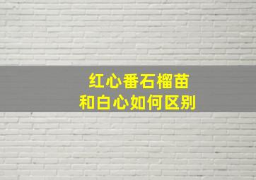 红心番石榴苗和白心如何区别