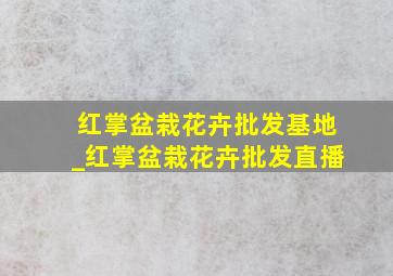 红掌盆栽花卉批发基地_红掌盆栽花卉批发直播