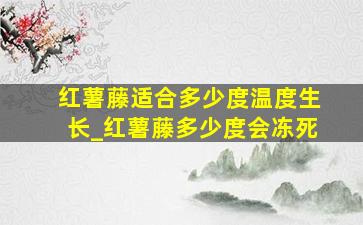 红薯藤适合多少度温度生长_红薯藤多少度会冻死