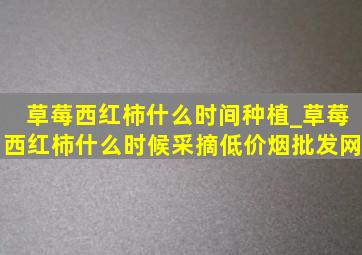 草莓西红柿什么时间种植_草莓西红柿什么时候采摘(低价烟批发网)