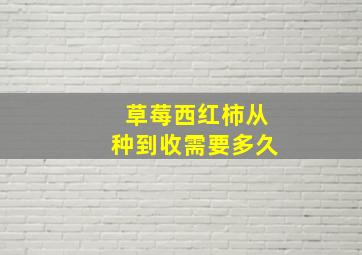 草莓西红柿从种到收需要多久