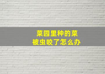 菜园里种的菜被虫咬了怎么办