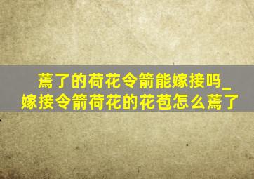 蔫了的荷花令箭能嫁接吗_嫁接令箭荷花的花苞怎么蔫了