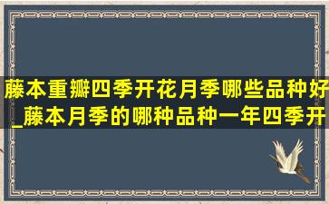 藤本重瓣四季开花月季哪些品种好_藤本月季的哪种品种一年四季开花