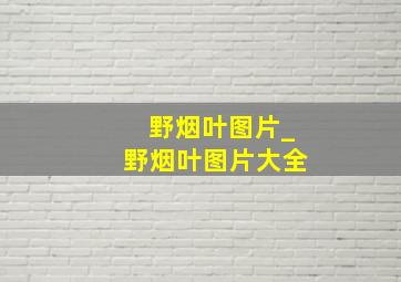 野烟叶图片_野烟叶图片大全