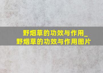 野烟草的功效与作用_野烟草的功效与作用图片