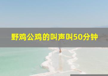 野鸡公鸡的叫声叫50分钟