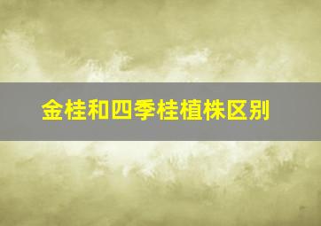 金桂和四季桂植株区别