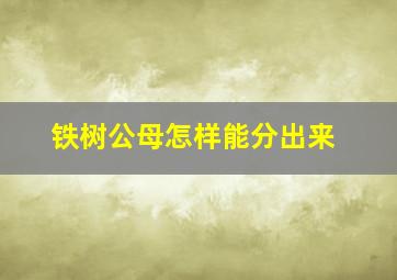 铁树公母怎样能分出来