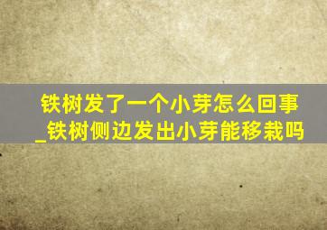 铁树发了一个小芽怎么回事_铁树侧边发出小芽能移栽吗