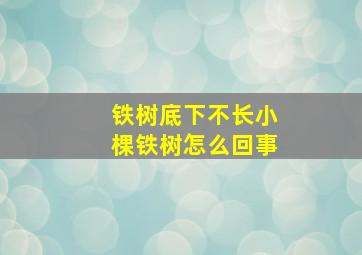 铁树底下不长小棵铁树怎么回事