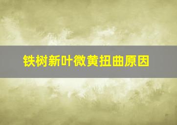 铁树新叶微黄扭曲原因