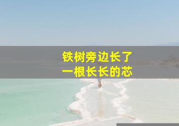 铁树旁边长了一根长长的芯