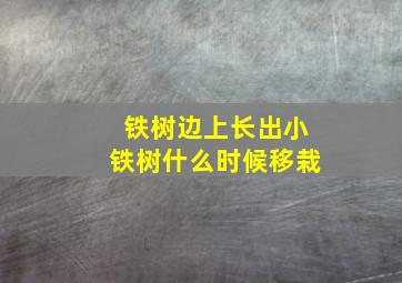 铁树边上长出小铁树什么时候移栽