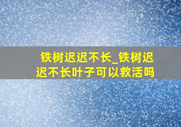 铁树迟迟不长_铁树迟迟不长叶子可以救活吗