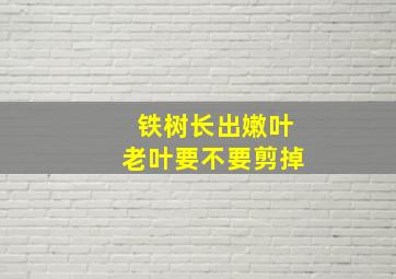 铁树长出嫩叶老叶要不要剪掉