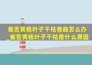 雀舌黄杨叶子干枯卷曲怎么办_雀舌黄杨叶子干枯是什么原因