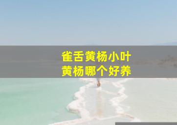 雀舌黄杨小叶黄杨哪个好养